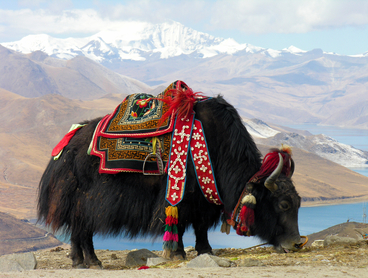 LADAKH THE MAGNIFICIENT EXPERIENCE 