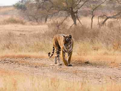 wildlife travel agents delhi