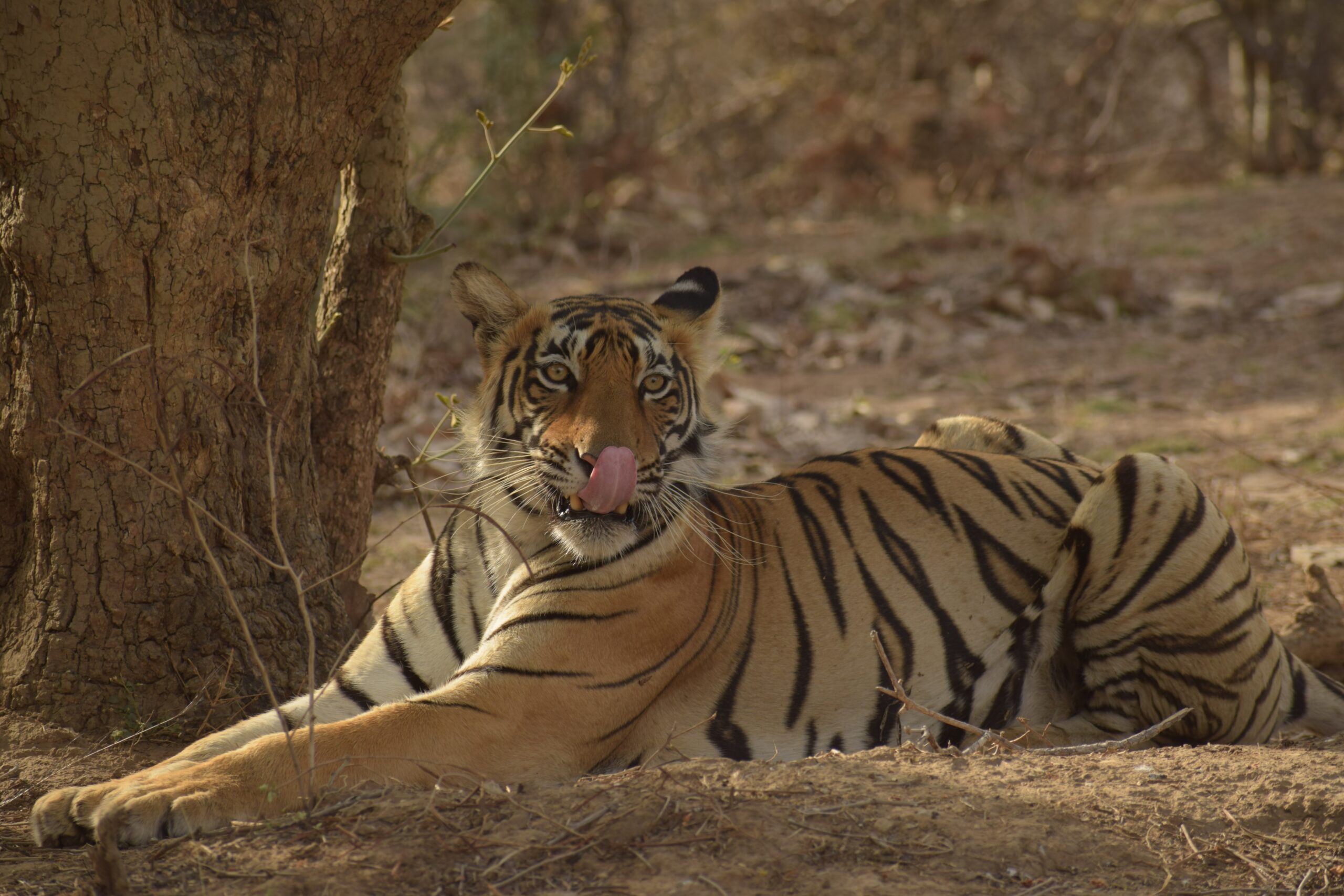 <strong>Offbeat Wildlife Experience in India </strong>