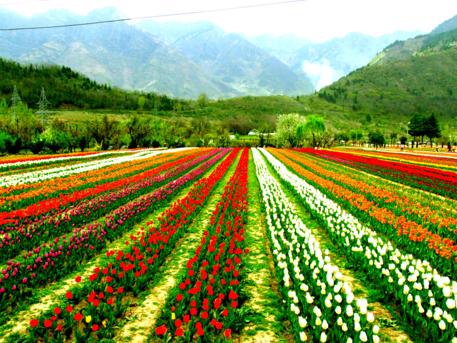 Top reasons to visit India during Spring Season - Titlyy Travels