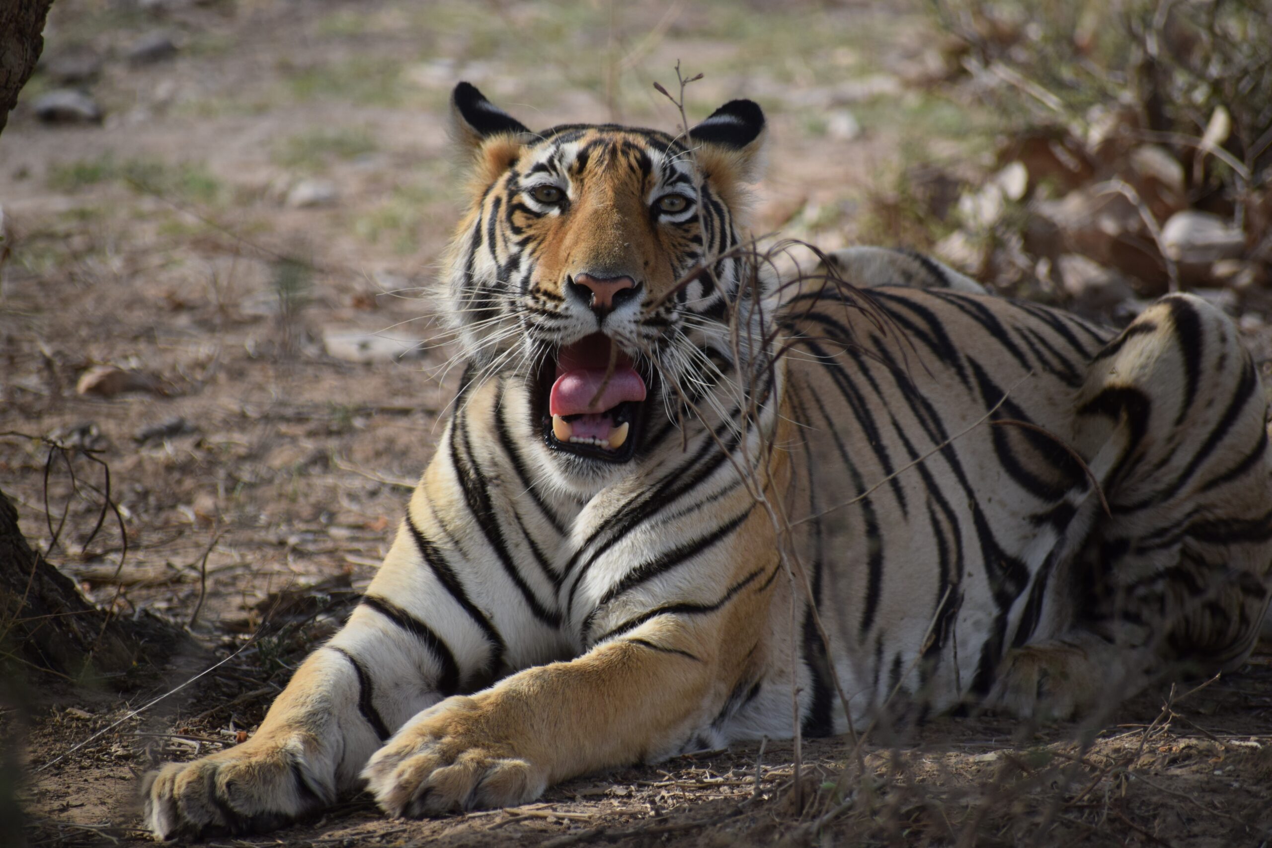 Explore India’s Ranthambore National Park in 2024