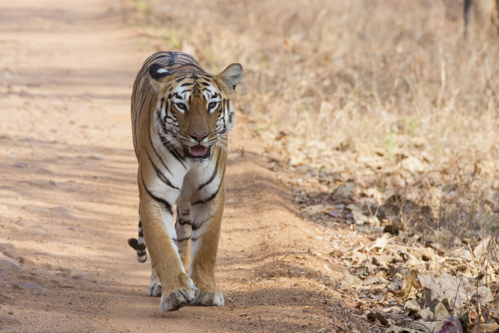 Wildlife in India 