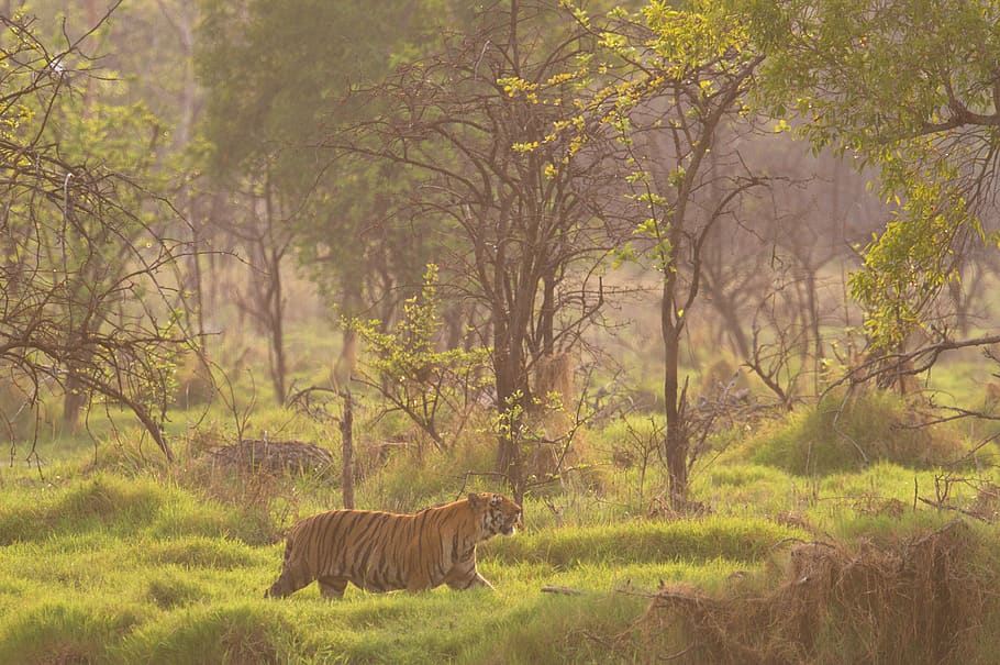 Tiger-Reserves-in-India 