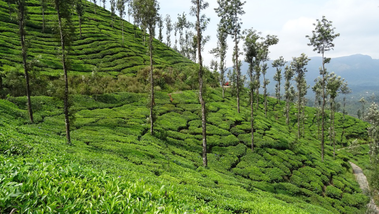 Chikmagalur & Coffee