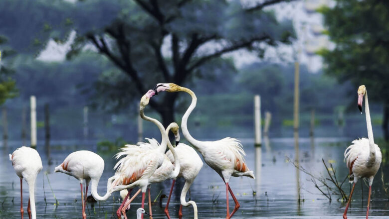 Keoladeo National Park – North India’s Bird Sanctuary