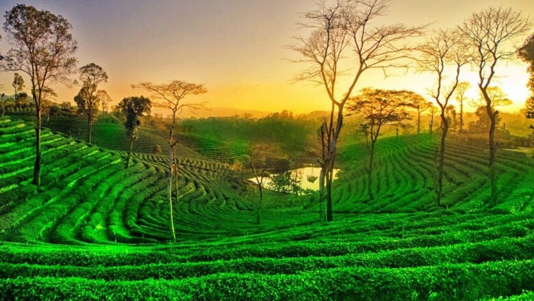 ASSAM – The Tea Capital of India 