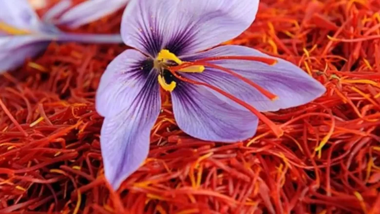 Saffron Season in Kashmir