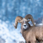 Winter Wildlife Adventures: Best National Parks to Visit Before Year-End