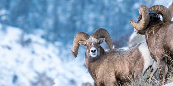 Winter Wildlife Adventures: Best National Parks to Visit Before Year-End