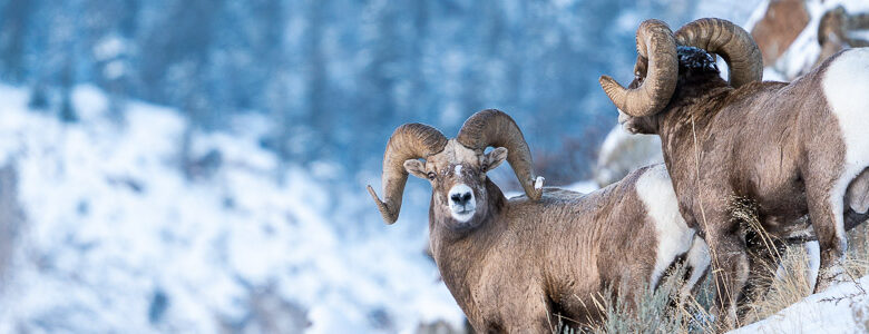 Winter Wildlife Adventures: Best National Parks to Visit Before Year-End