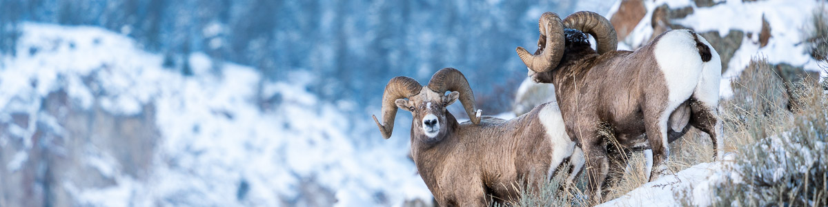 Winter Wildlife Adventures: Best National Parks to Visit Before Year-End